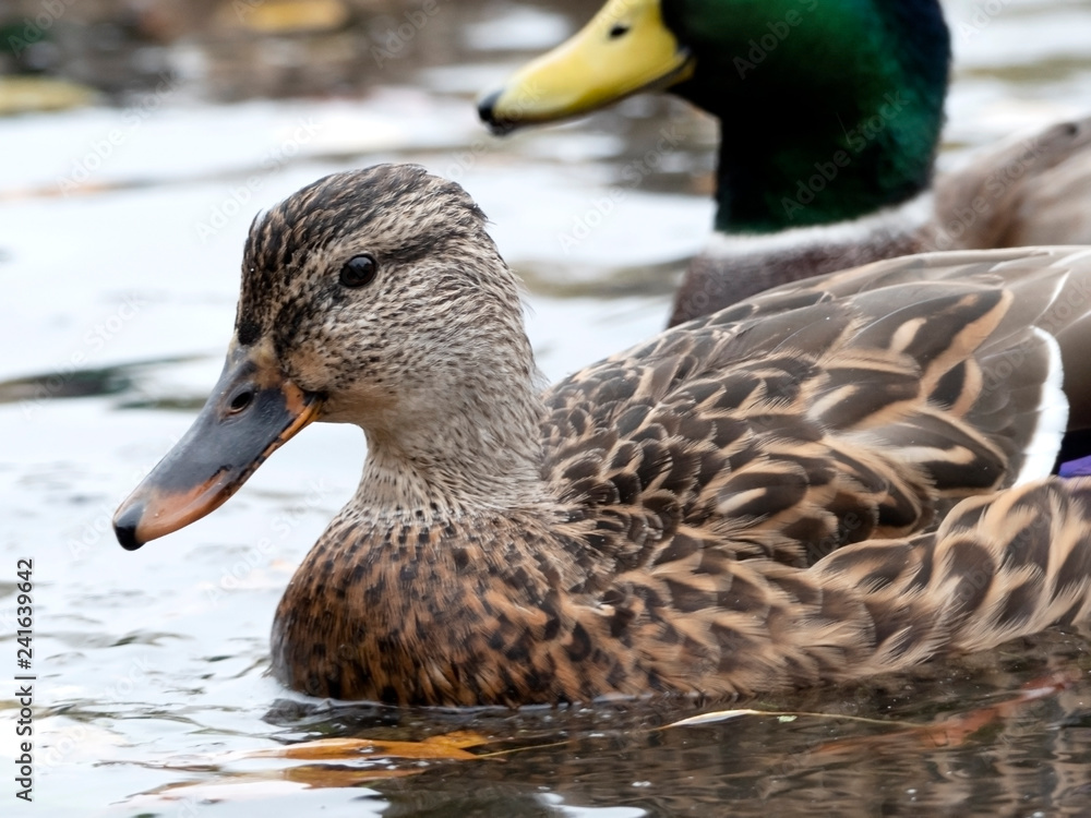 Des Canards dans l'eau