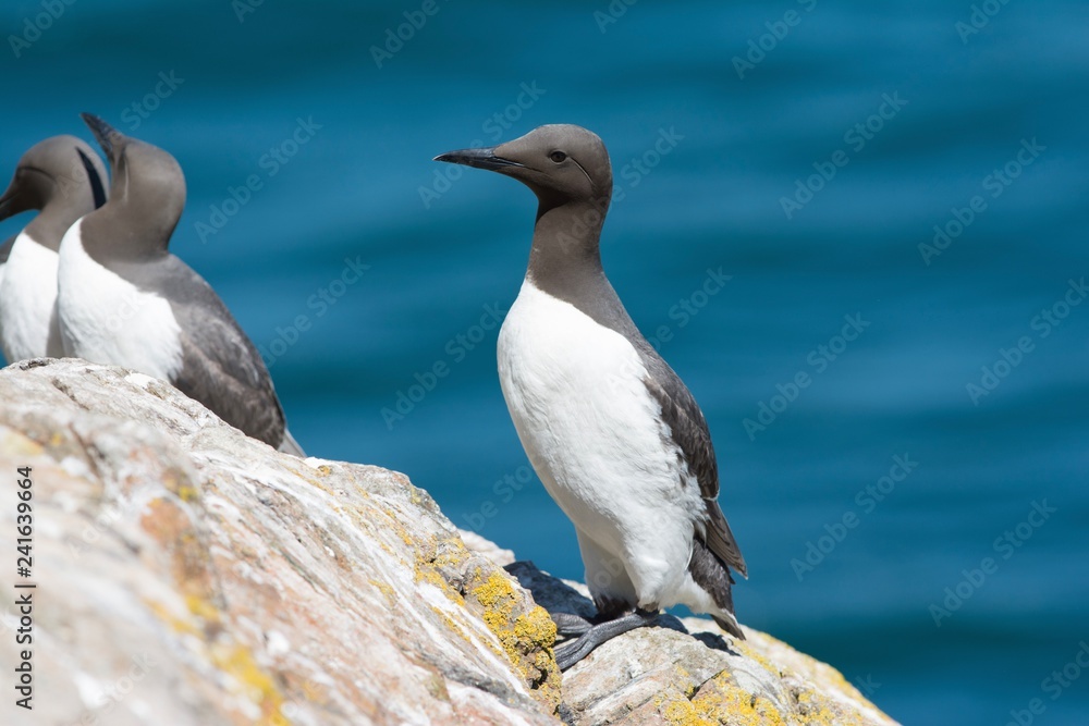 Fototapeta premium Guillemot