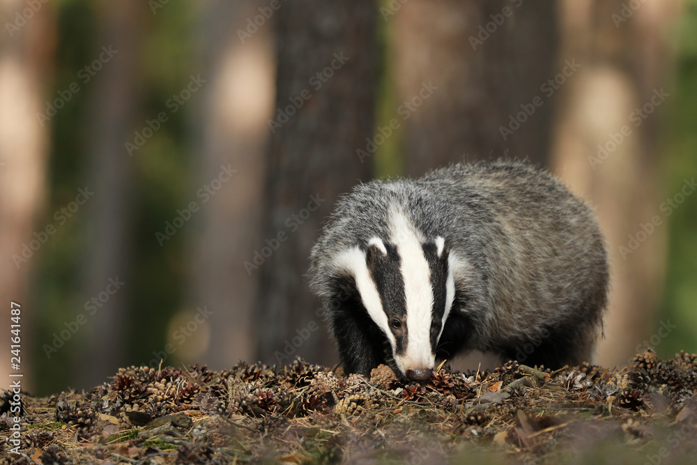 Badger in forest, animal nature habitat, Meles meles Badger in forest, animal nature habitat, Meles meles