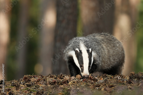 Badger in forest, animal nature habitat, Meles meles © sci
