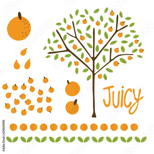 Vector orange citrus fruit tree with leaves. Hand drawn illustration elements set. Organic garden grove with juicy oranges hanging on branch and leaf border. Healthy vitamin food icons.