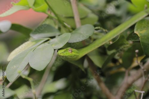Oriental whip Snake Ahaetulla on the tree