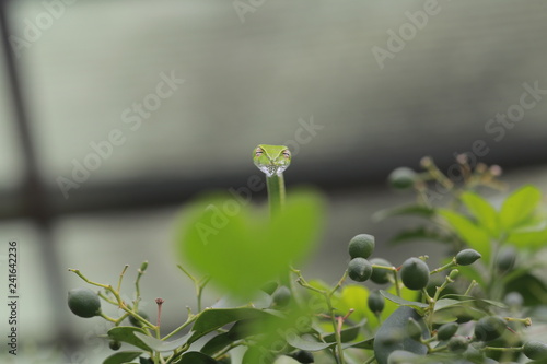 Oriental whip Snake Ahaetulla on the tree