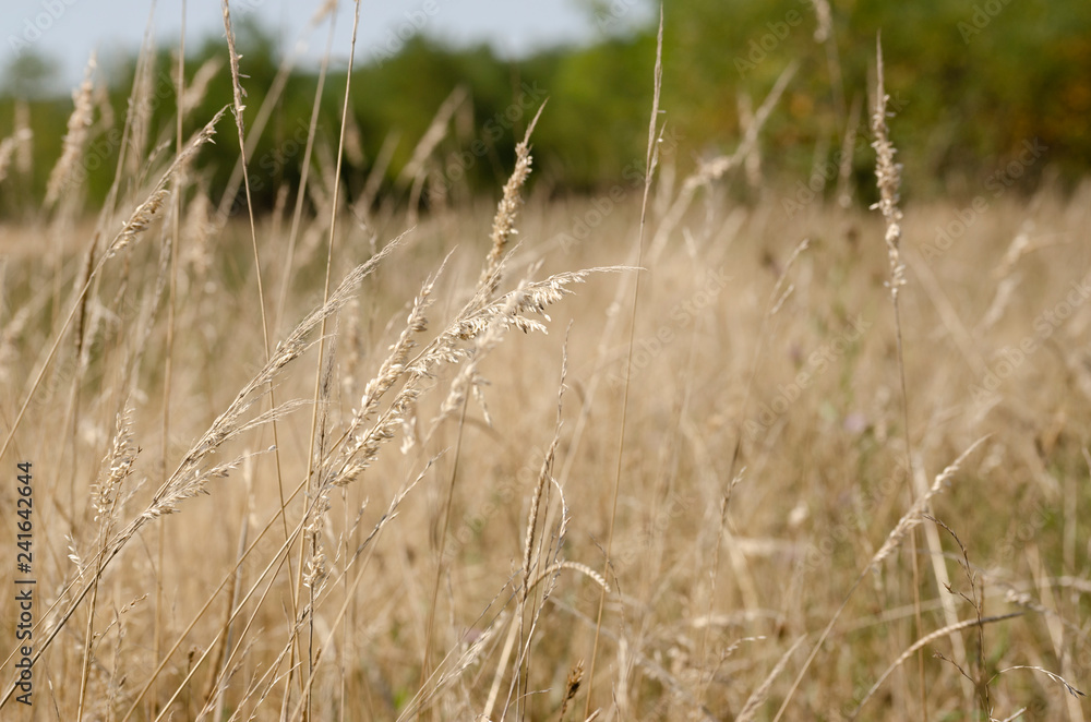 Obraz premium wild flower field in the summer time