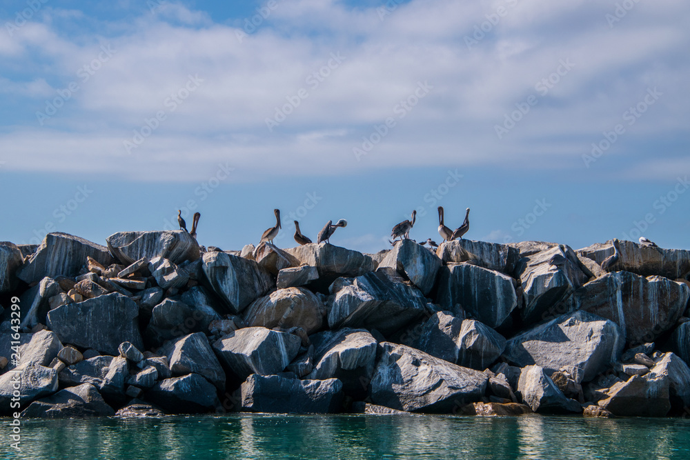 A squadron of pelicans on top of a wall of boulders and rocks