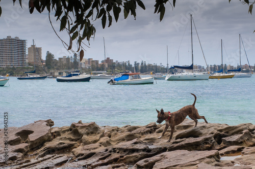 Wallpaper Mural dog at play on rocks at waters edge Torontodigital.ca