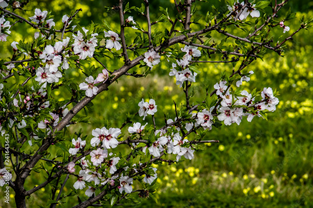 Almond flower Almond Tree Close-up Macro Photo Almond flower Almond Tree Close-up Macro Photo