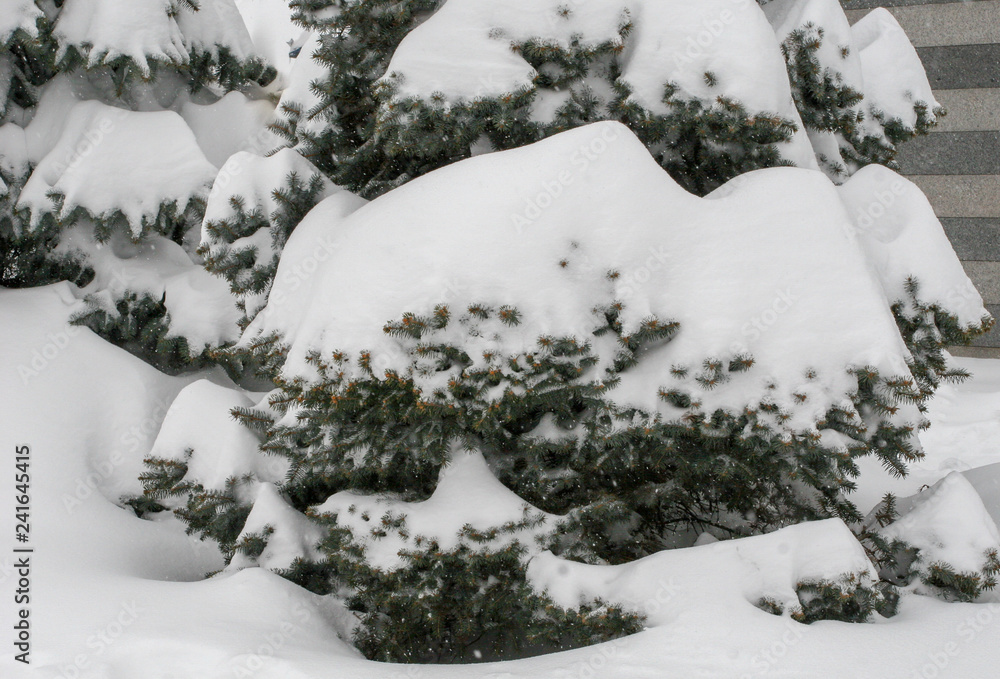 spruces under the snow, branch space, covered with large white snow caps, winter, snowfall, only the tips of the needles of trees are visible spruces under the snow, branch space, covered with large white snow caps, winter, snowfall, only the tips of the needles of trees are visible