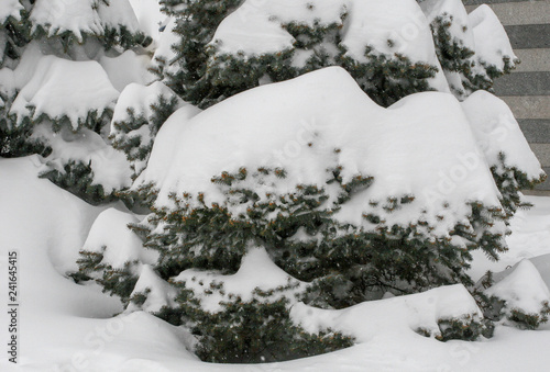spruces under the snow  branch space  covered with large white snow caps  winter  snowfall  only the tips of the needles of trees are visible