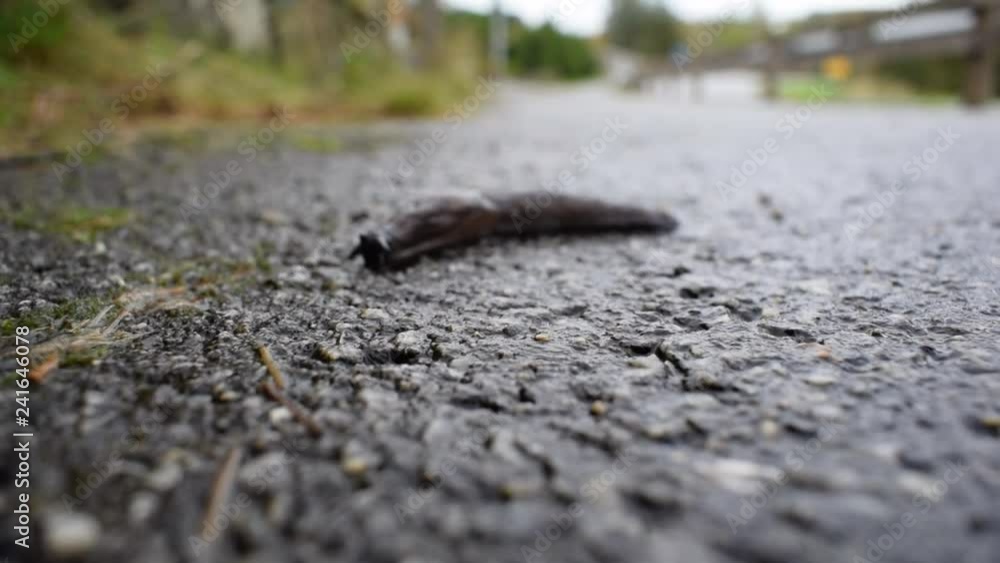 Snail crawling on the asphalt. Focus on the asphalt in front of the snail. Selective focus Snail crawling on the asphalt. Focus on the asphalt in front of the snail. Selective focus