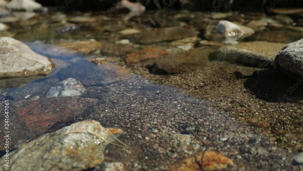 stream in the forest pure water. stream in the forest pure water.
