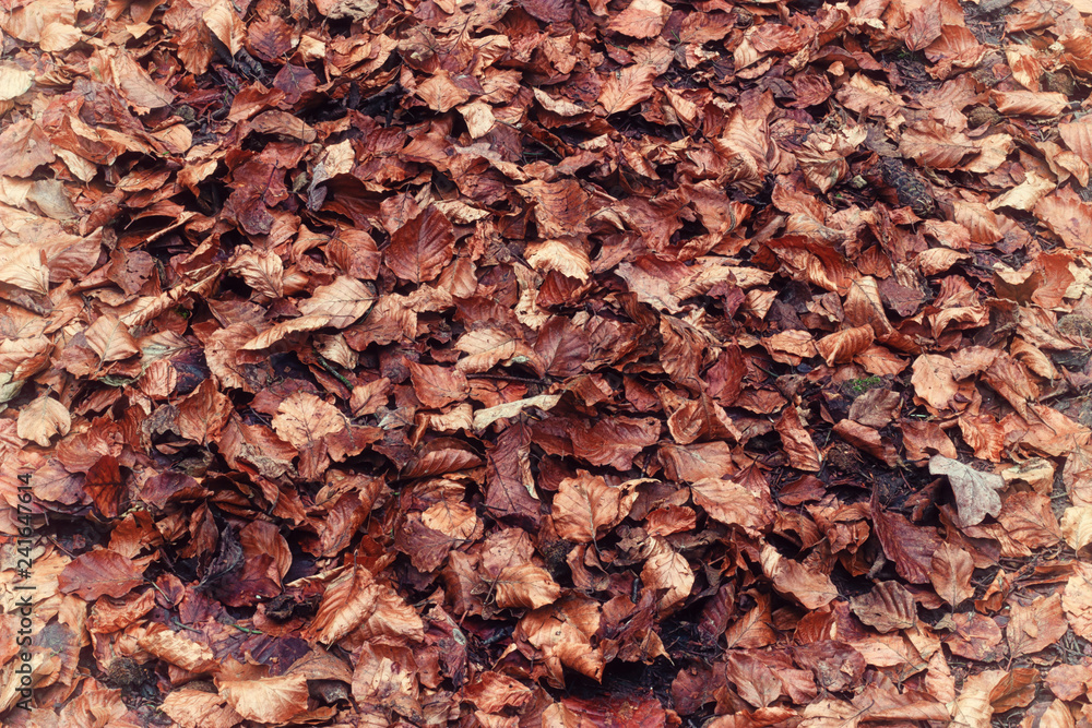 Brown and orange dead leaves in autumn on a forest floor