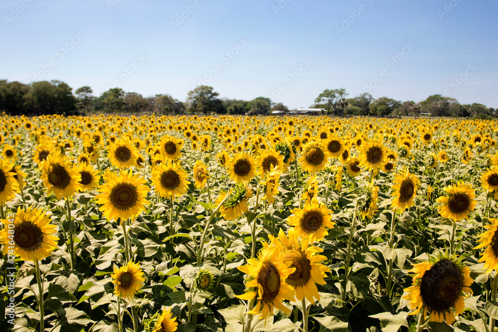 Obraz premium girasoles