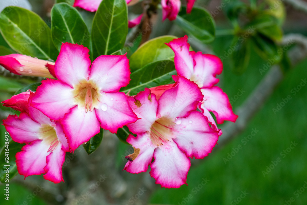 pink flower in the garden pink flower in the garden