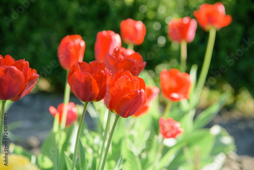 red tulips flowers - Tulipa X Hybrida hort. Oxford