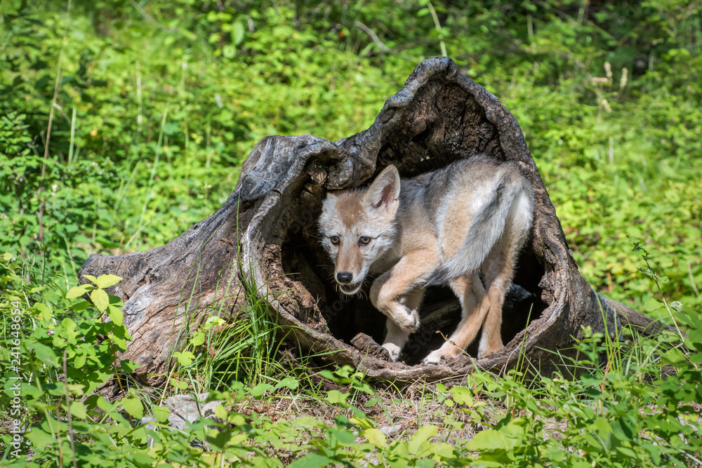 Coyote Pup Playing inside a Hollow Log Coyote Pup Playing inside a Hollow Log