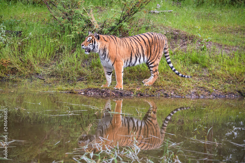 Amur Tiger Standing next to Water with Reflection