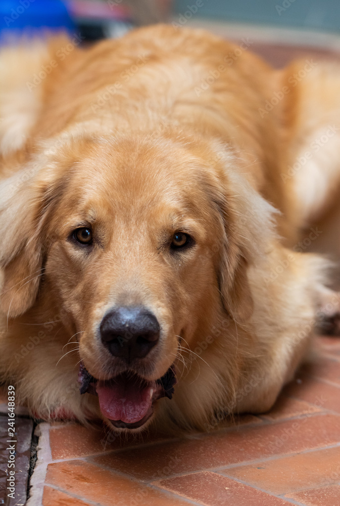 portrait of golden retriever portrait of golden retriever