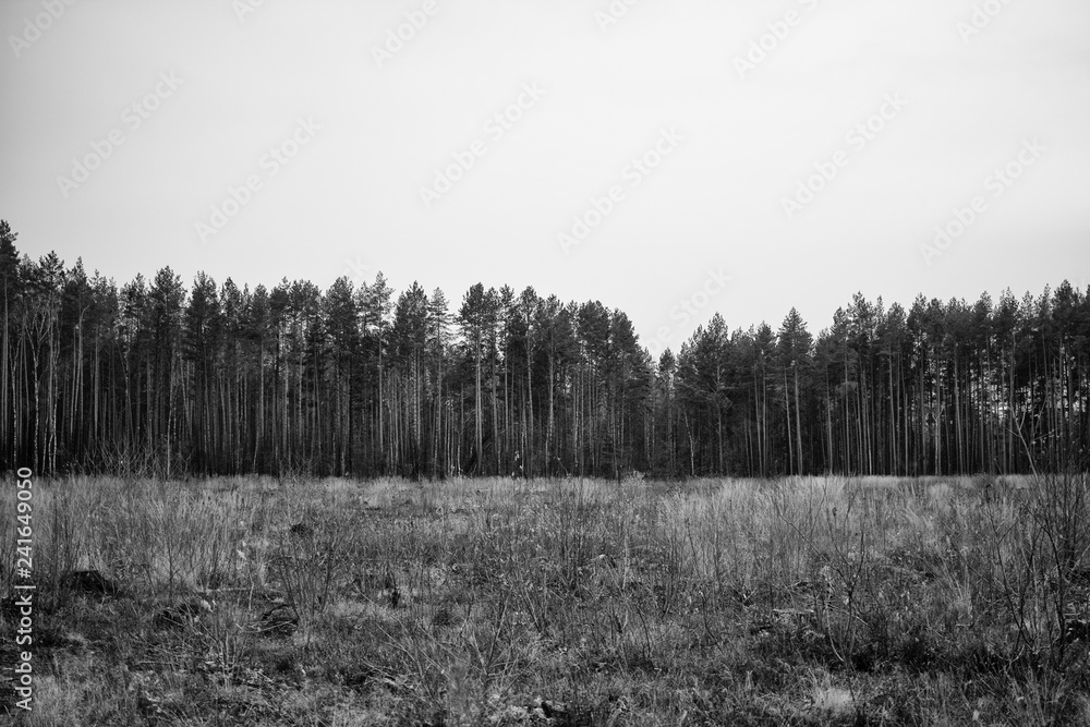 On the edge of the forest. Trees On the edge of the forest. Trees