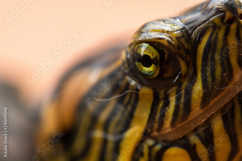 turtle on black background © Fabio