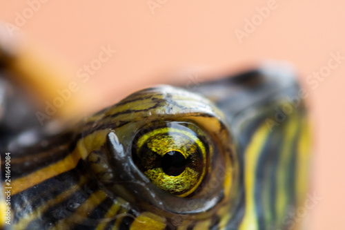 eye turtle on a black background © Fabio