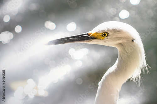 Tableau sur toile garza