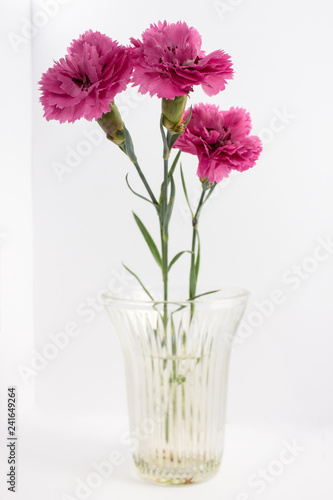 Red dianthus in a glass vase on white background