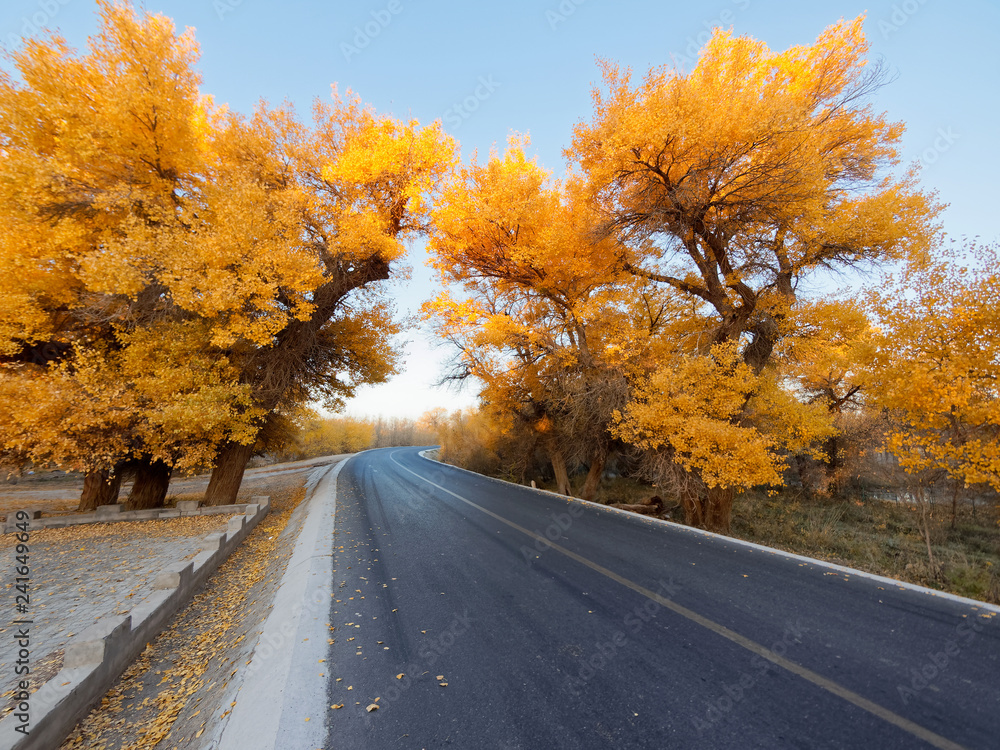 Obraz premium Asphalt road in golden populus euphratica trees in early morning, Ejina in the autumn. Landscape of the Populus euphratica scenic area in Ejina, Inner Mongolia, China. 