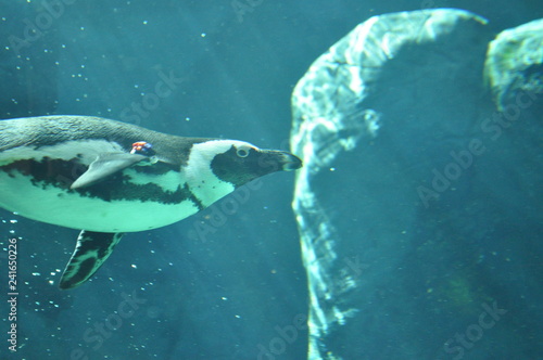 Penguin Close Up