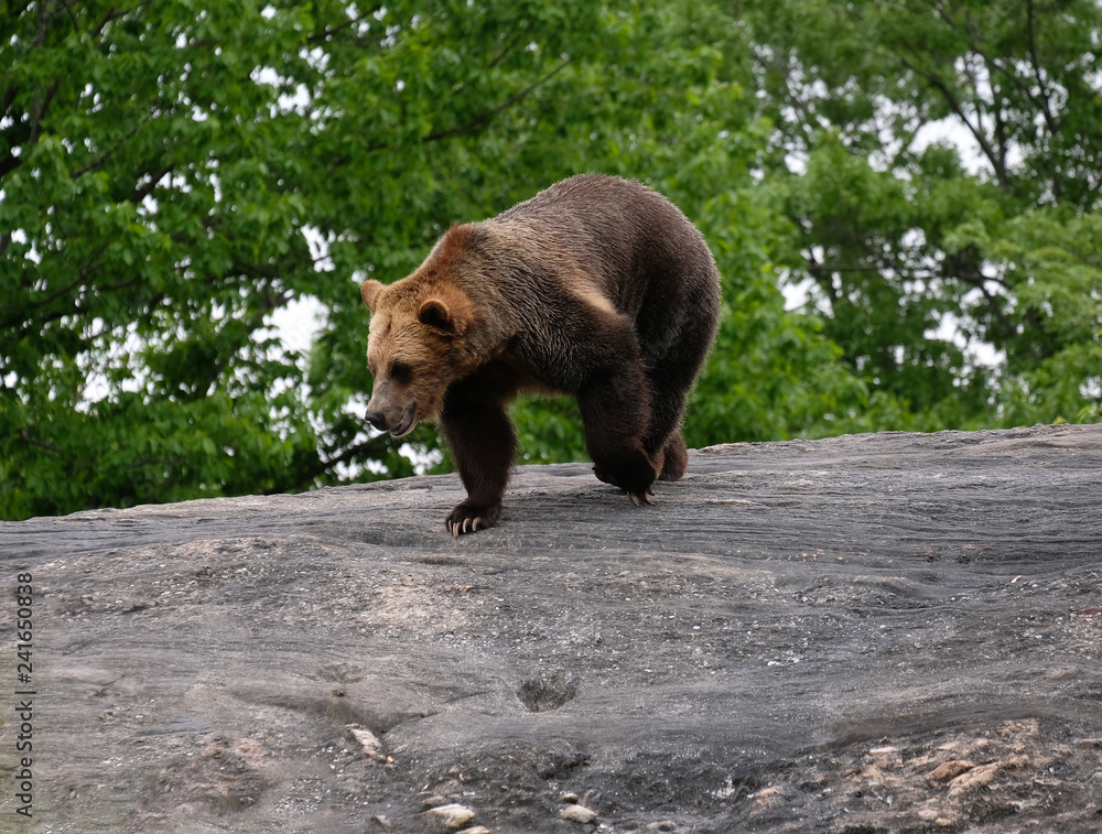 Young grizzly bear running on a large rock Young grizzly bear running on a large rock