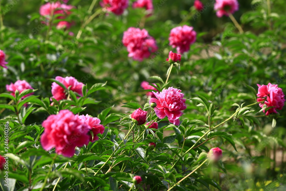 Blooming peony, very beautiful