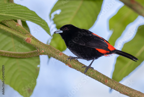 Scarlet-rumped Tanager (Ramphocelus passerinii) male, Alajuela, Costa Rica. photo