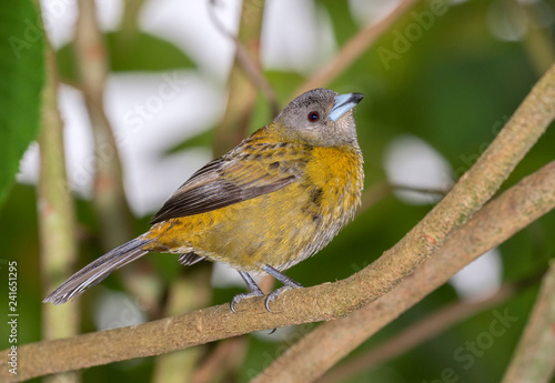 Scarlet-rumped Tanager (Ramphocelus passerinii) female, Alajuela, Costa Rica.