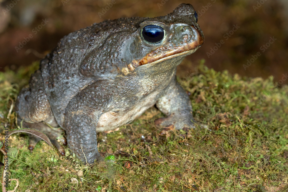 Giant neotropical cane toad (Rhinella marina) on the floor of rain forest, Alajuela, Costa Rica. Giant neotropical cane toad (Rhinella marina) on the floor of rain forest, Alajuela, Costa Rica.