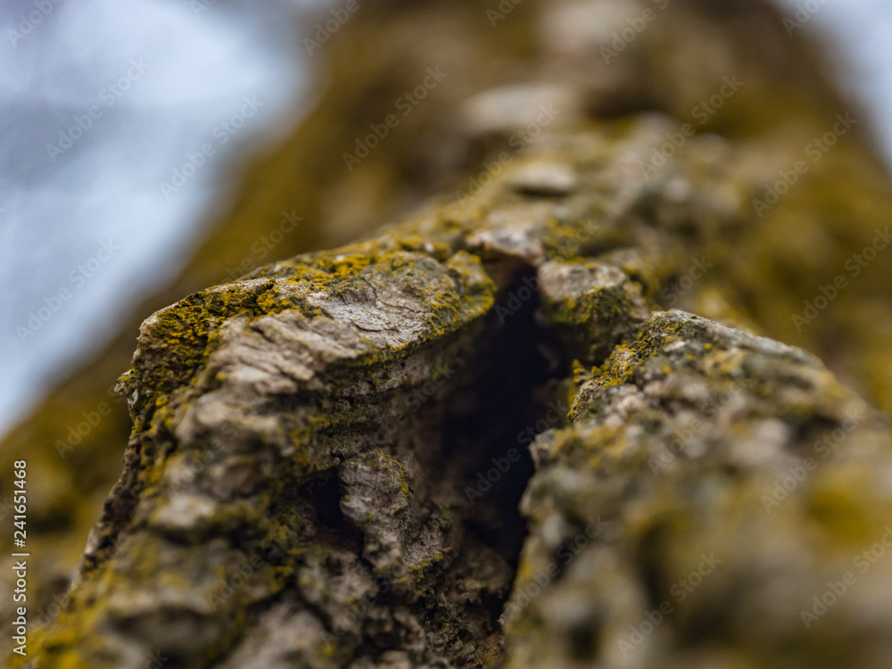 moss on a tree moss on a tree