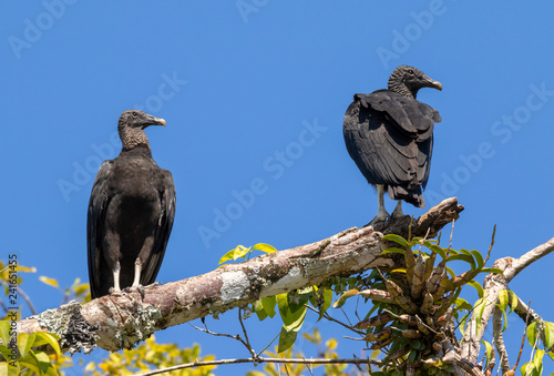 Black Vultures (Coragyps atratus) on the top of rain forest canopy, Puntarenas, Costa Rica.