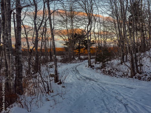 road in winter forest © Kelly Mercer