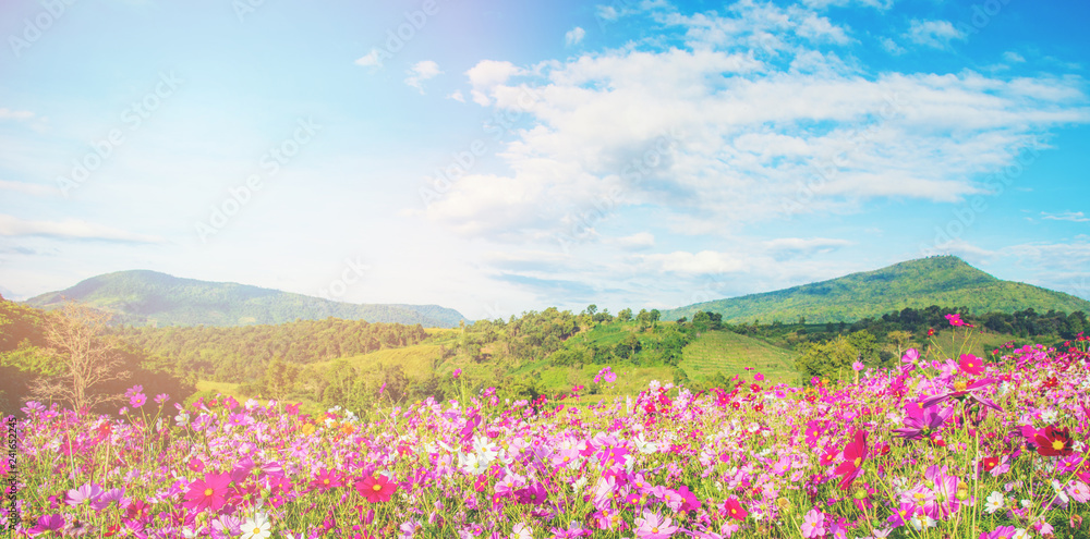 spring flower pink field colorful cosmos flower blooming in the beautiful garden flowers on hill landscape mountain