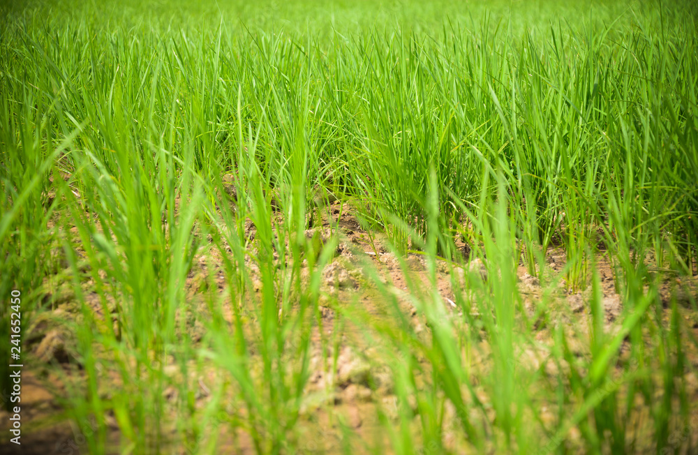 Arid green rice field Cracked ground dry land during the dry season in rice field agriculture area natural disaster damaged agriculture Arid green rice field Cracked ground dry land during the dry season in rice field agriculture area natural disaster damaged agriculture