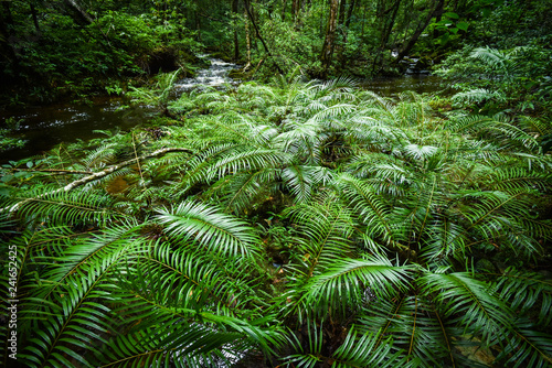plant tropical fern forest   nature green plant rainforest tropical jungle fern tree with stream river