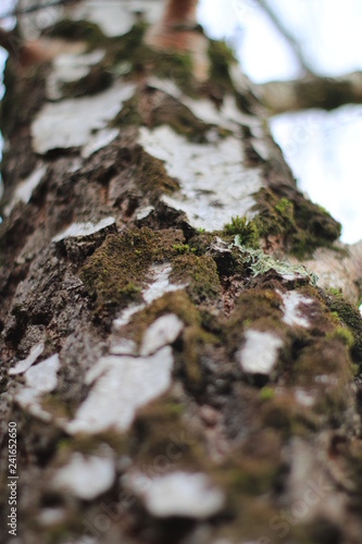 bark of a tree