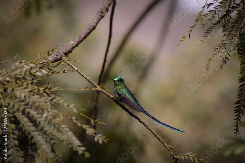 Фотография Long-Tailed Sylph hummingbird sitting on branch