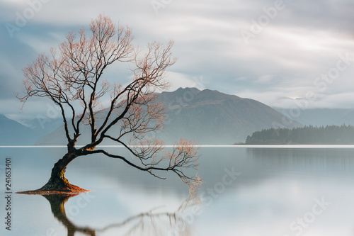 Photography The lone Wanaka Tree in the South Island, New Zealand