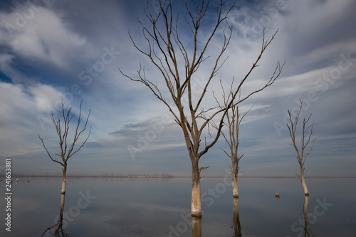 Dry trees in the city of Epecuen. Salt lake that caused devastating floods.