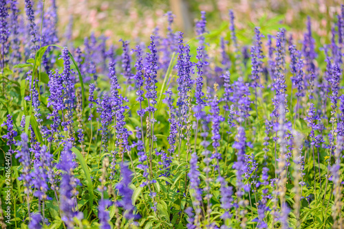colorful flowers salvia flowers, purple lavender spur flowers garden