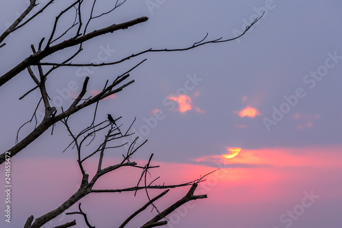 silhouette of Birds sitting on dead wood in front of Sun rise over big lake of Bangpra Reservoir  the famous place in Chonburi Thailand  Orange color Tone