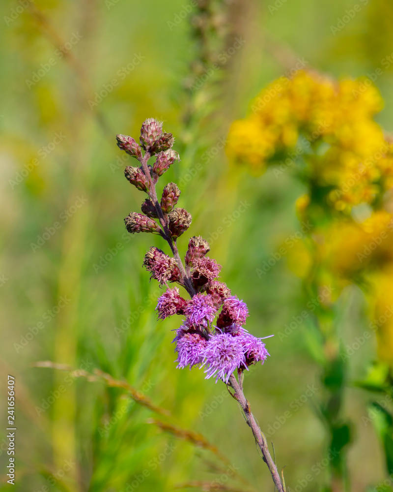 bee on a flower bee on a flower
