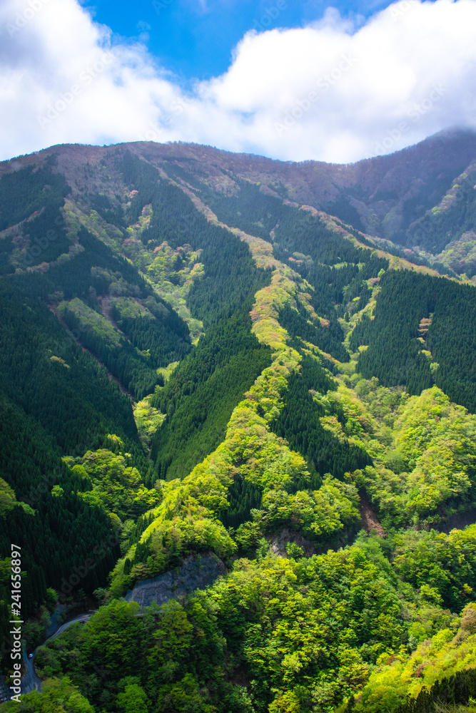 Fototapeta premium 行者還林道のナメゴ谷