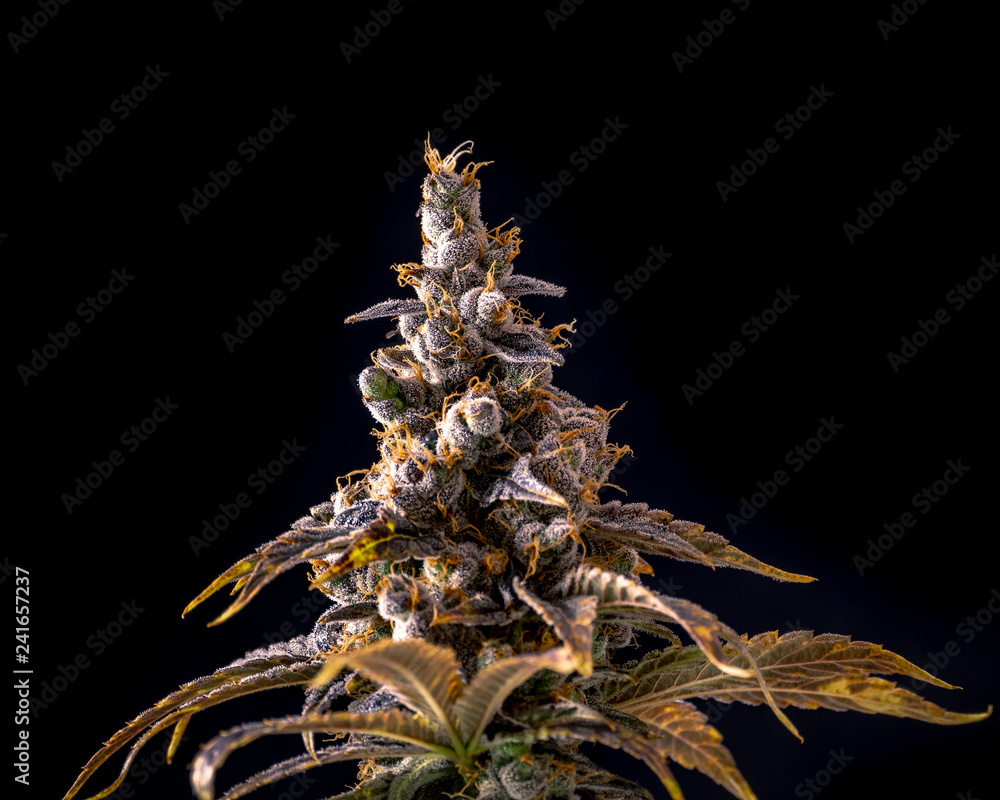 Top of Weed Bud Macro Crystals Isolated by Black Background Top of Weed Bud Macro Crystals Isolated by Black Background