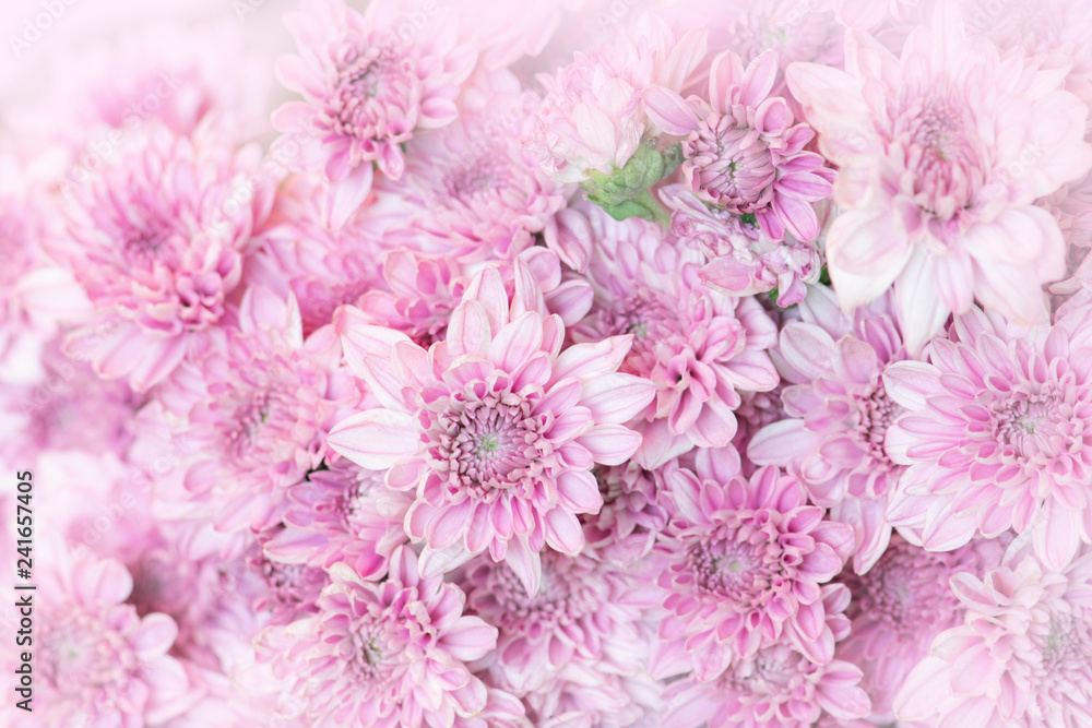 Beautiful pink chrysanthemum flowers background